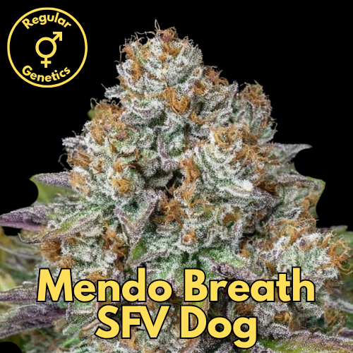 Mendo Breath SFV Dog (Mendo Breath × SFV OG / Black Dog)