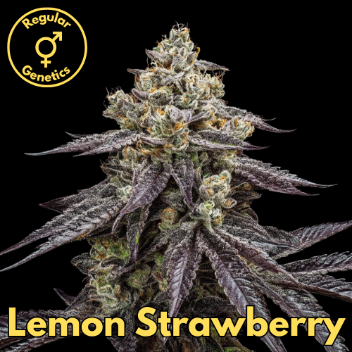 Lemon Strawberry (Strawberry Goo × Golden Lemons)