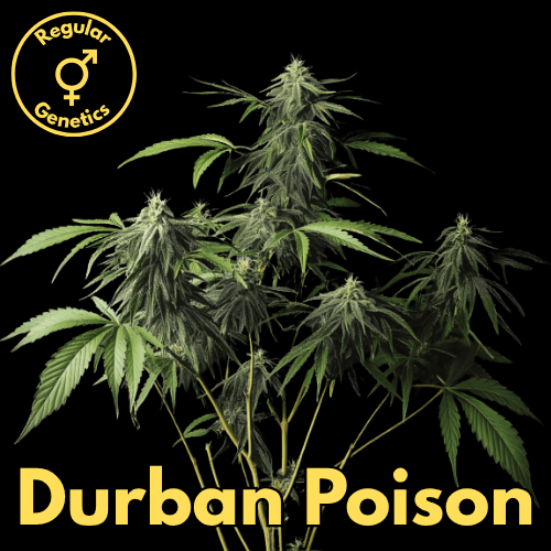 Durban Poison F4 (Reine Sativa aus Südafrika)