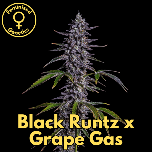 Black Runtz × Grape Gas