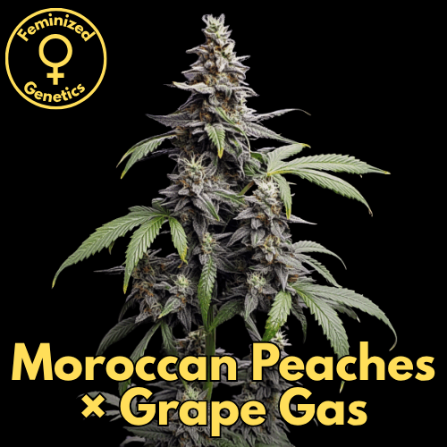 Moroccan Peaches × Grape Gas