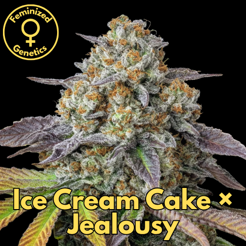 Ice Cream Cake × Jealousy