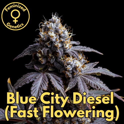 Blue City Diesel (Fast Flowering)