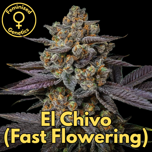 El Chivo (Fast Flowering)