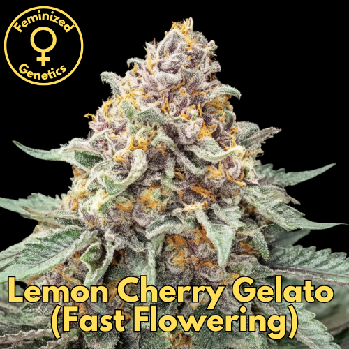 Lemon Cherry Gelato (Fast Flowering)