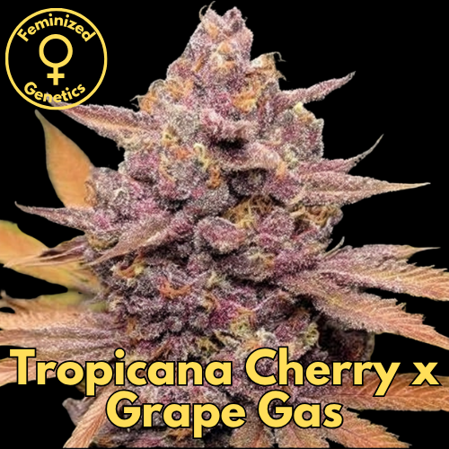 Tropicana Cherry × Grape Gas