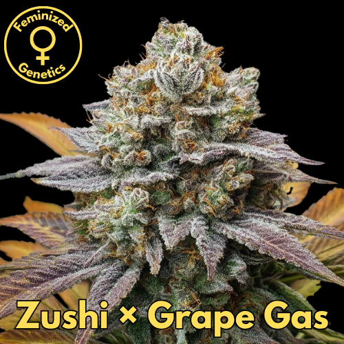 Zushi × Grape Gas