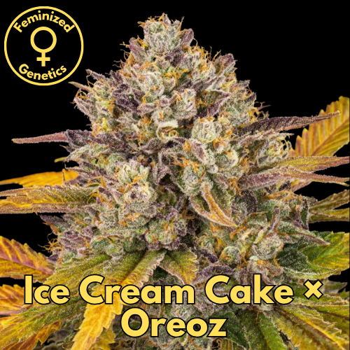 Ice Cream Cake × Oreoz