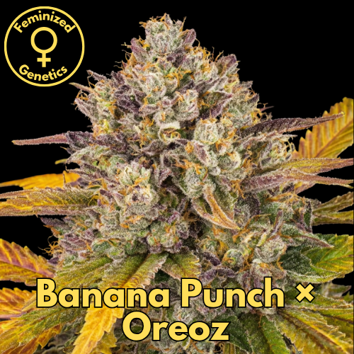 Banana Punch × Oreoz