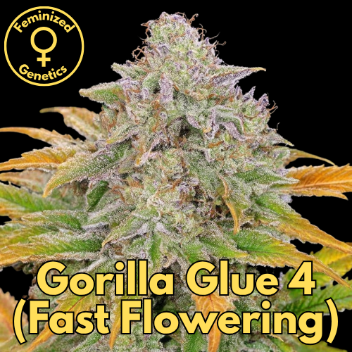Gorilla Glue 4 (Fast Flowering)