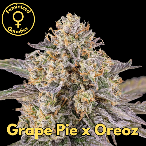 Grape Pie × Oreoz