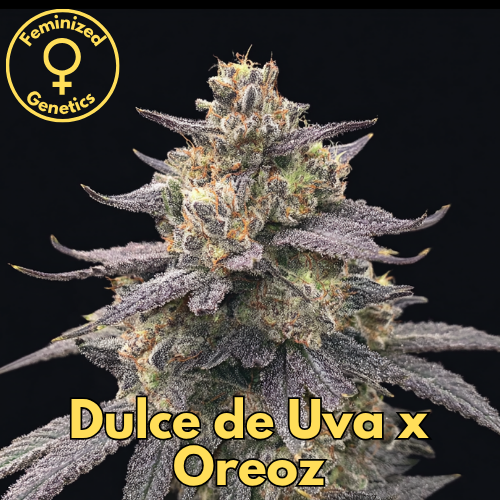 Dulce de Uva × Oreoz