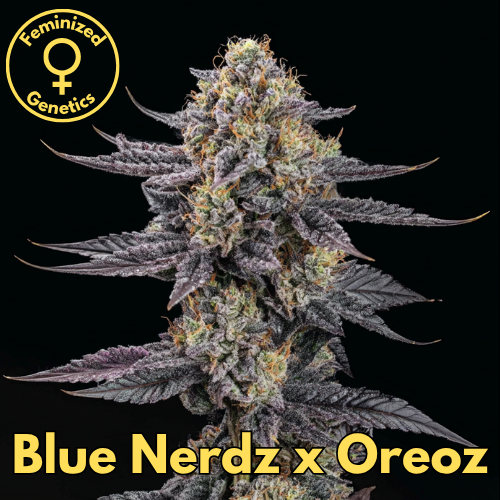 Blue Nerds × Oreoz