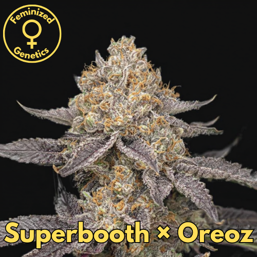 Superbooth × Oreoz