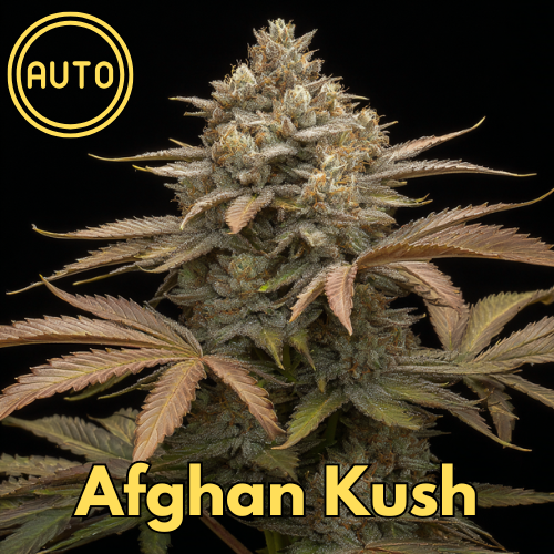 Afghan Kush (Sour Diesel / OG Kush × Afghan)