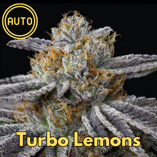 Turbo Lemons (Lion Claw Turbo Diesel × Lion Claw Golden Lemons)