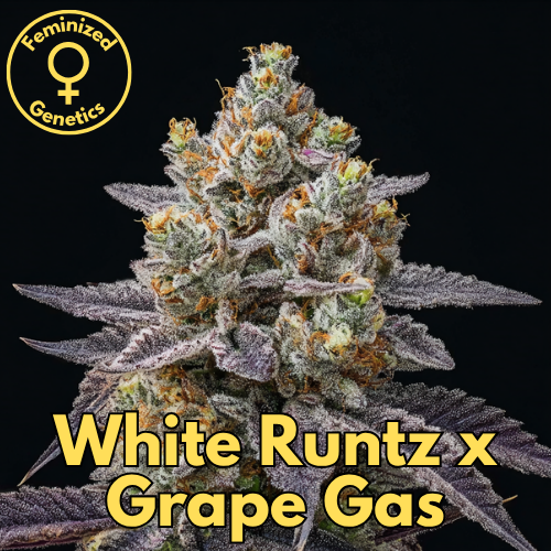 White Runtz × Grape Gas