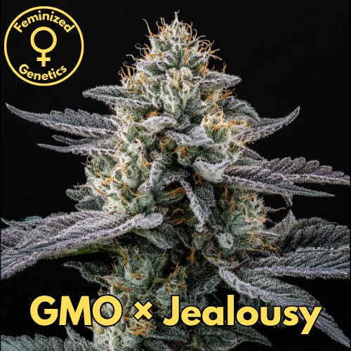GMO × Jealousy