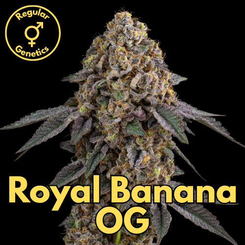 Royal Banana OG (Royal Banana Punch × Banana Max × Tahoe Chem Z)