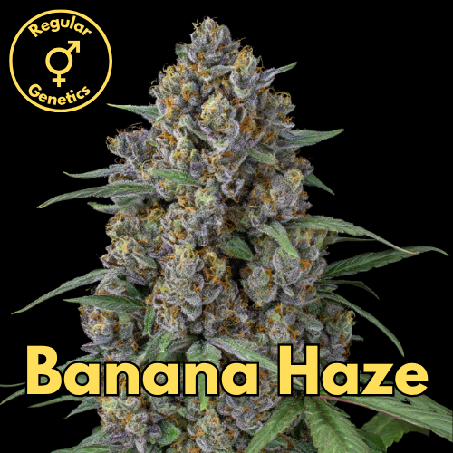 Banana Haze (Royal Banana Punch × Haze 19)