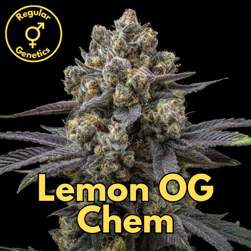 Lemon OG Chem (Golden Lemons × Sour Diesel × Face Off OG × Tahoe Chem)
