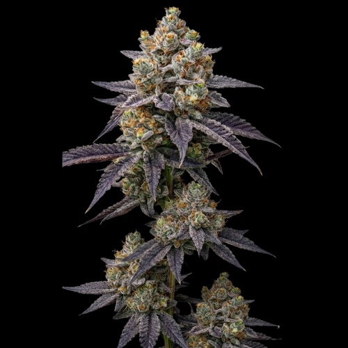 Runtzoline (White Runtz × Grape Gas)