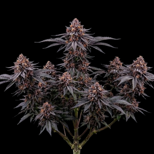 Midnight Runtz (Black Runtz × Grape Gas)