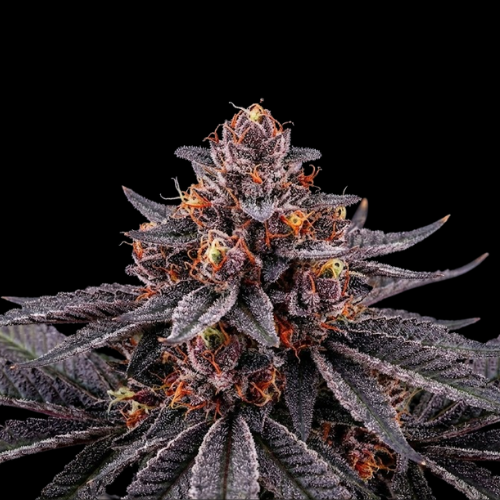 Midnight Runtz (Black Runtz × Grape Gas)