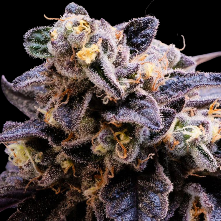 Tropicana (Girl Scout Cookies × Tangie)