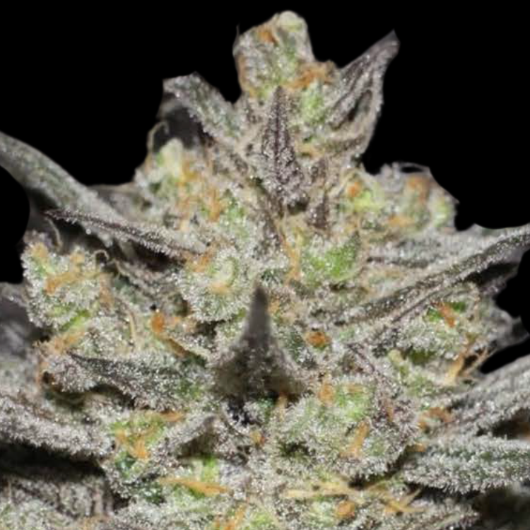 Bubba Kush (Afghani × Northern Lights)