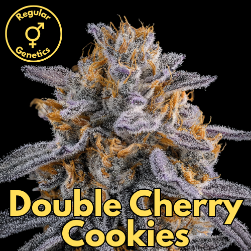 Double Cherry Cookies (Cookies Forum Cut × Cherry Kush × Cherry Oil)