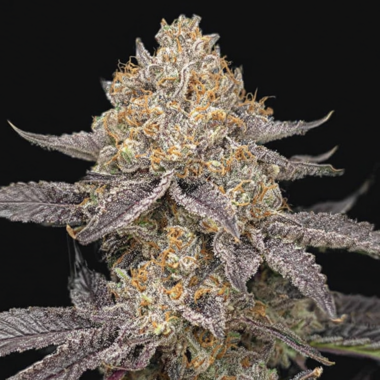 Schwarzwälder Kirsch (Superbooth × Oreoz)