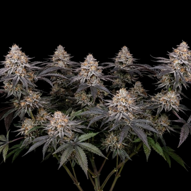 Cold Shoulder (Ice Cream Cake × Jealousy)