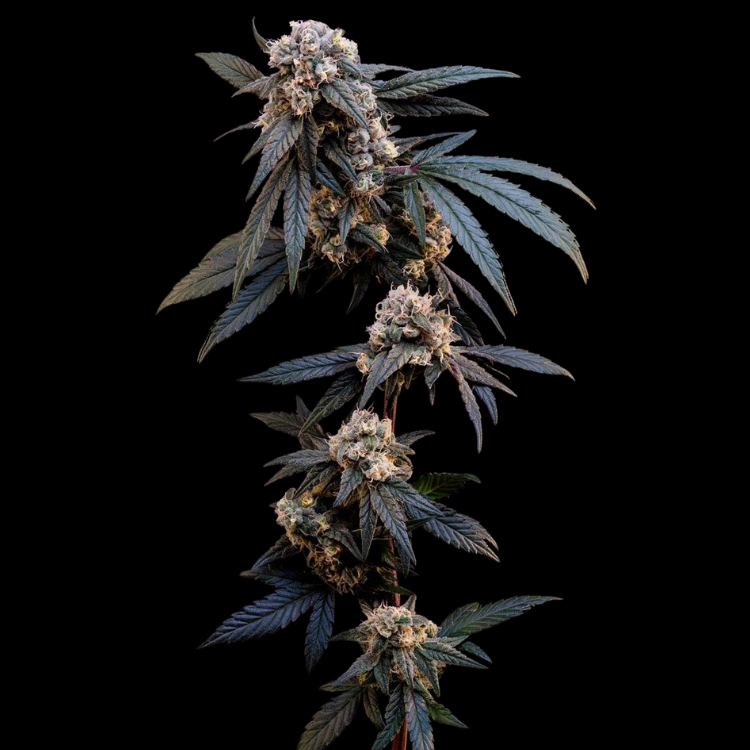 Garlotti (Chemdawg × Gelatti)