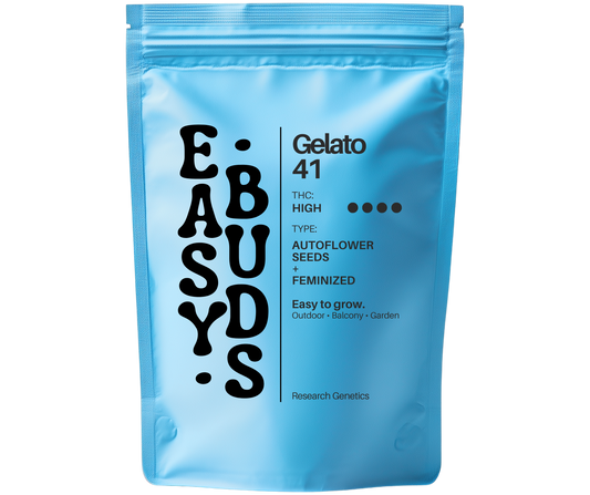 EasyBuds – Gelato 41 Auto (3 Seeds)