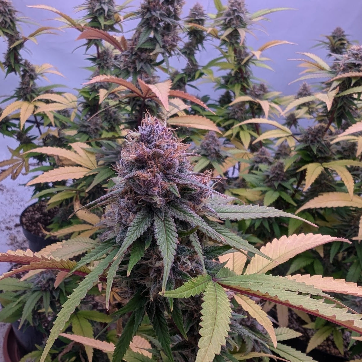 Midnight Runtz (Black Runtz × Grape Gas)