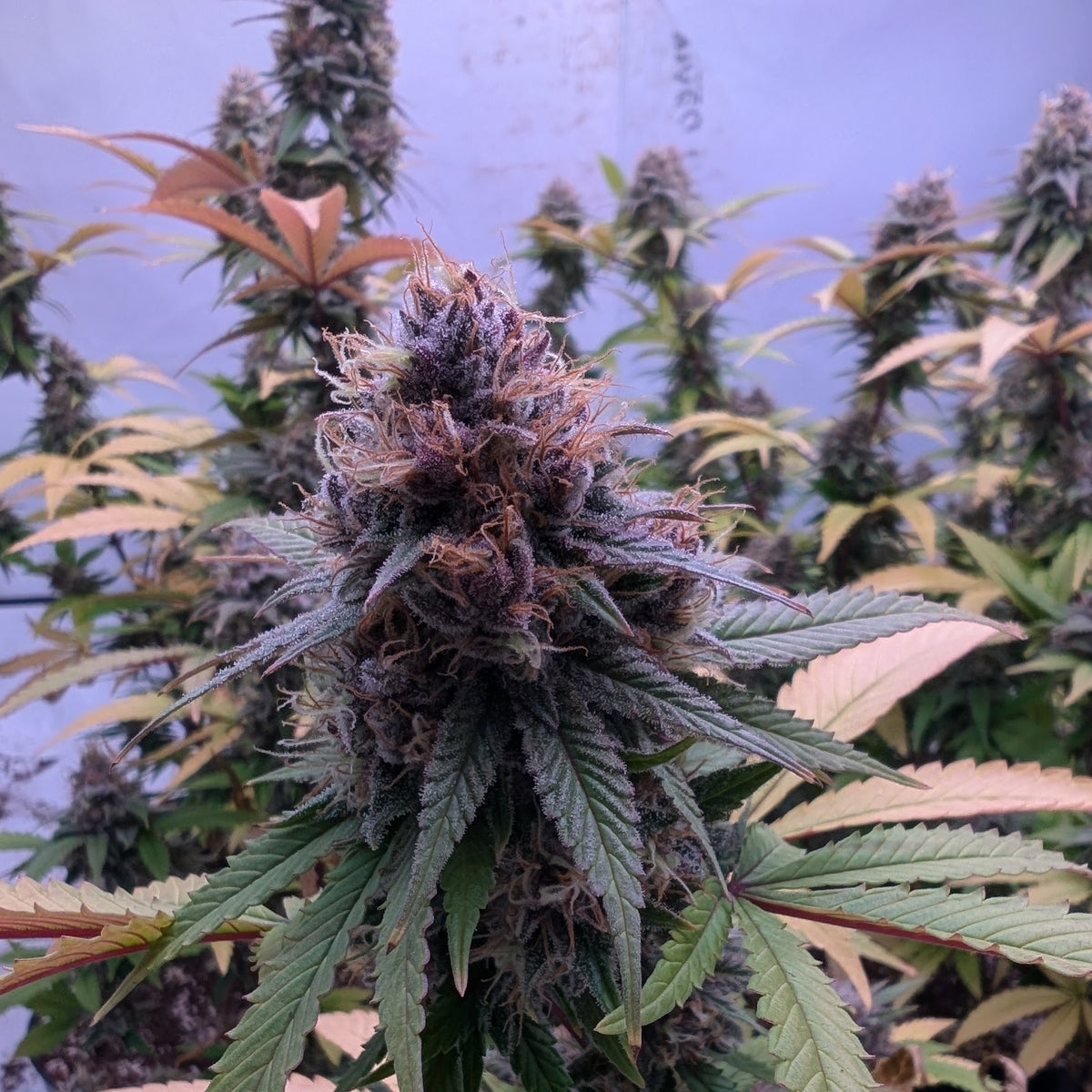Midnight Runtz (Black Runtz × Grape Gas)