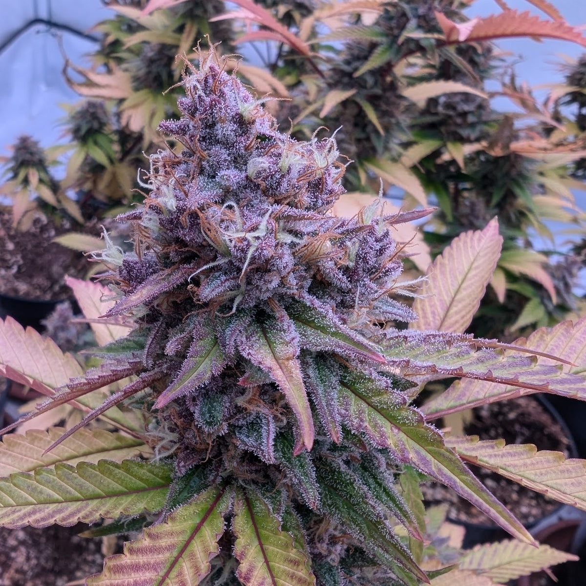 Midnight Runtz (Black Runtz × Grape Gas)