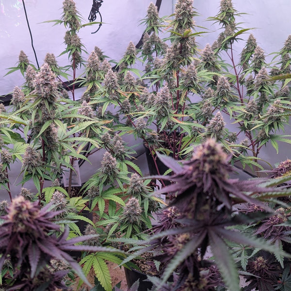 Midnight Runtz (Black Runtz × Grape Gas)