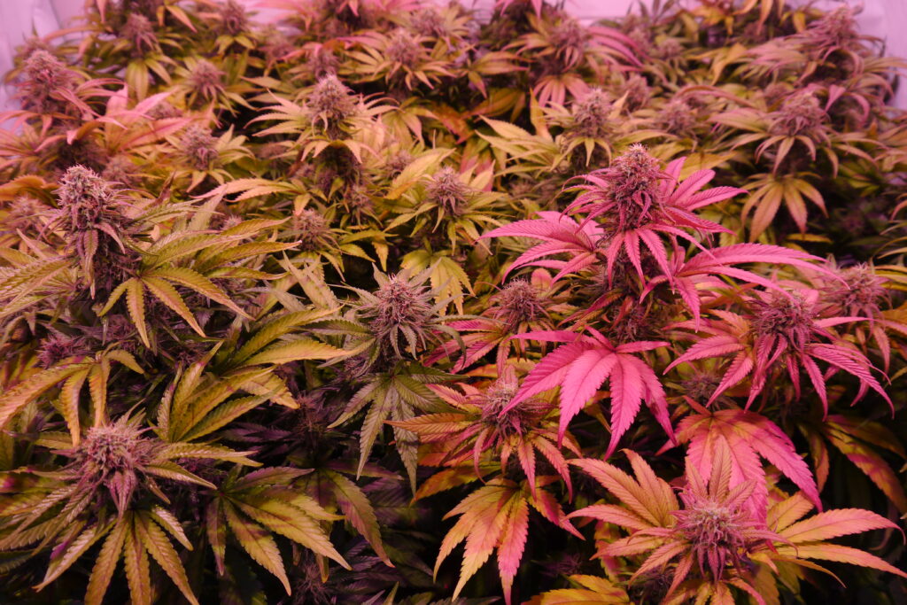 Aurora Cannabis Research Class HU Berlin