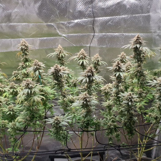 Runtzoline (White Runtz × Grape Gas)