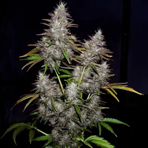 Liberty Skunk