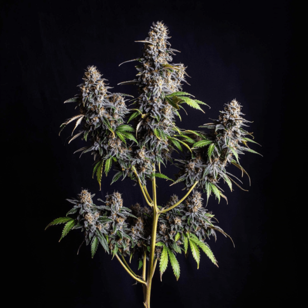 Bubba Kush