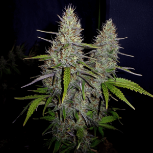 Brunhilda’s Lightning (Thai Black Star × Brunhilde × Haze F1)