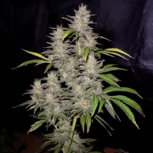 Sour Pie IBL × Sour Pie IBL