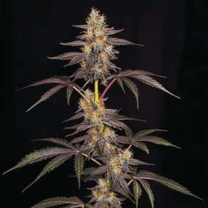 Garlic Cheddar (Aurora Borealis × Cookies-n-Cheese F2)