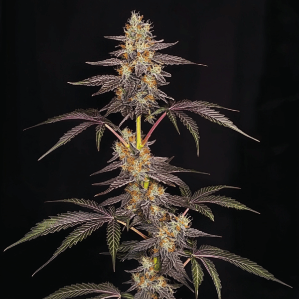 Garlic Cheddar (Aurora Borealis × Cookies-n-Cheese F2)