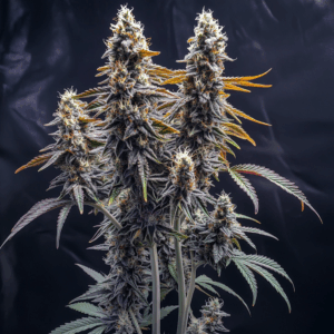 Sour Banana Sherbet (Auto, feminized)