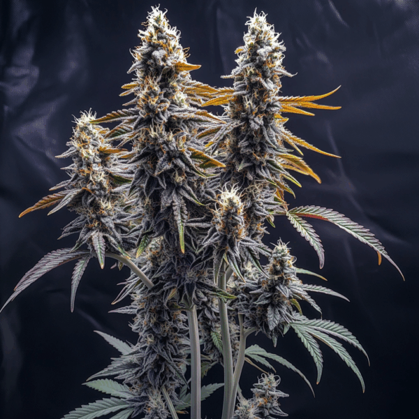 Sour Banana Sherbet (Auto, feminized)