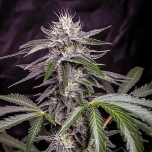 Lemon Cherry Gelato (Fast Flowering)
